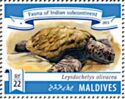 Olive Ridley Turtle (Lepidochelys olivacea)
