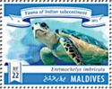 Hawksbill Turtle (Eretmochelys imbricata)