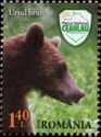 Brown Bear (Ursus arctos)