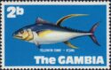 Yellowfin Tuna  (Thunnus albacares)