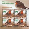 European Robin (Erithacus rubecula)