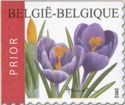 Flowers - Crocus vernus - Left + Top Imperforate