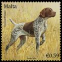 German Pointer