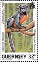 Red-bellied Tamarin (Saguinus labiatus)
