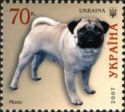 Pug (Canis lupus familiaris)