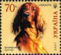 Irish Setter (Canis lupus familiaris)