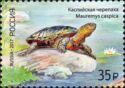 Caspian Turtle (Mauremys caspica)