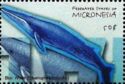Blue Whale (Balaenoptera musculus)