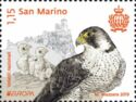 Peregrine Falcon (Falco peregrinus)