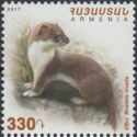 Mouse Weasel (Mustela nivalis)