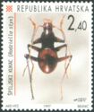 Cave Beetle (Radziella styx)