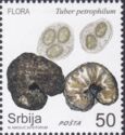 Tuber petrophilum