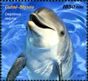 Common Dolphin (Delphinus delphis)