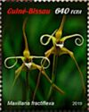 Maxillaria fractiflexa