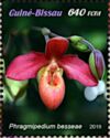 Phragmipedium besseae
