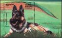 German Shepherd (Canis lupus familiaris)
