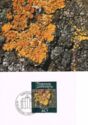 Lichen Xanthoria parietina