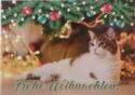 Frohe Weihnachten