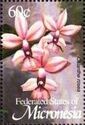 Calanthe rosea