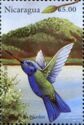 Blue-headed Hummingbird (Cyanophaia bicolor)