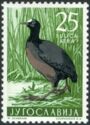 Eurasian Coot (Fulica atra)