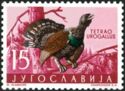 Western Capercaillie (Tetrao urogallus)