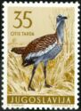 Great Bustard (Otis tarda)