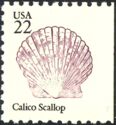 Calico Scallop (Argopecten gibbus)