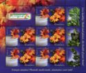 Marigold (Calendula officinalis)