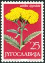 Achillea clypeolata