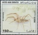 Camel Spider (Galeodes sp.)