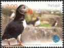Atlantic Puffin (Fratercula arctica)