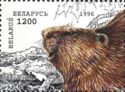 Eurasian Beaver (Castor fiber)