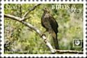 Henst's Goshawk (Accipiter henstii)