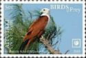Brahminy Kite (Haliastur indus)