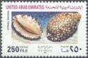 Gray's Arabica Cowry (Cypraea grayana)