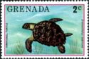 Hawksbill Turtle (Eretmochelys imbricata)