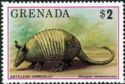 Nine-banded Armadillo (Dasypus novemcinctus