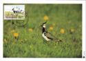 Northern Lapwing (Vanellus vanellus)