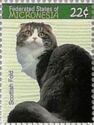 Scottish Fold