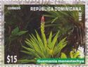Guzmania monostachia