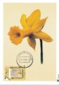 Daffodil (Narcissus Cyclamineus "Peeping Tom")