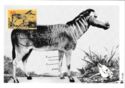 Quagga (Equus quagga quagga) - extinct Species
