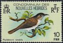 Vanuatu Honeyeater (Phylidonyris notabilis)