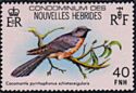 Fan-tailed Cuckoo (Cacomantis pyrrhophanus schistaceigularis