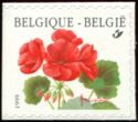 Pelargonium "Matador" - Left Imperforate