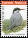 Arctic Tern (Sterna paradisaea)