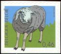 Domestic Sheep (Ovis aries)