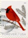 Northern Cardinal (Cardinalis cardinalis)