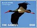 Black Stork (Ciconia nigra)